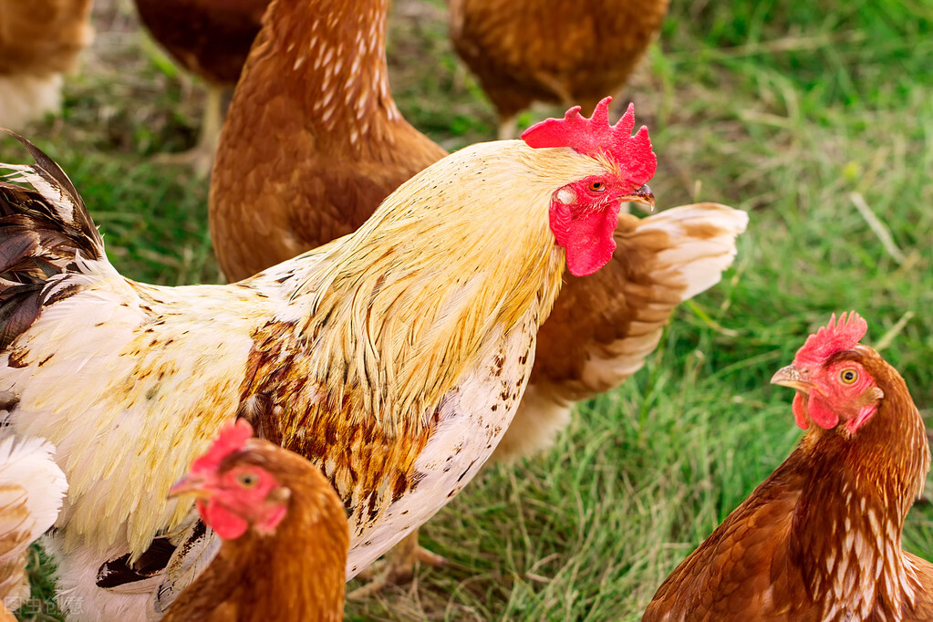 鸡支原体感染眼睛肿怎么治疗,鸡眼睛肿是什么病应该用什么药