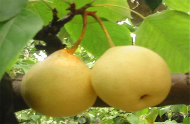 梨树病虫害绿色防控技术,梨树病虫害防治时间表最新