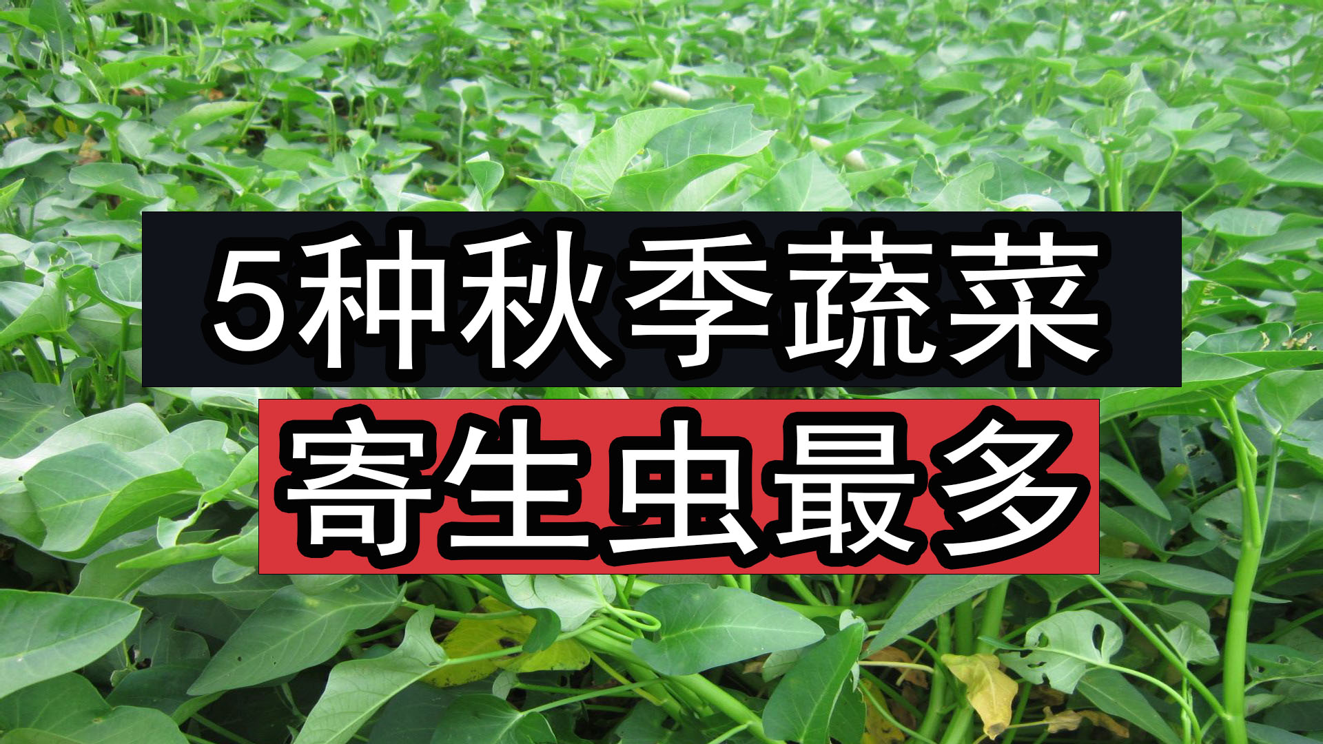 蔬菜中寄生虫的种类和危害,三种蔬菜防止寄生虫