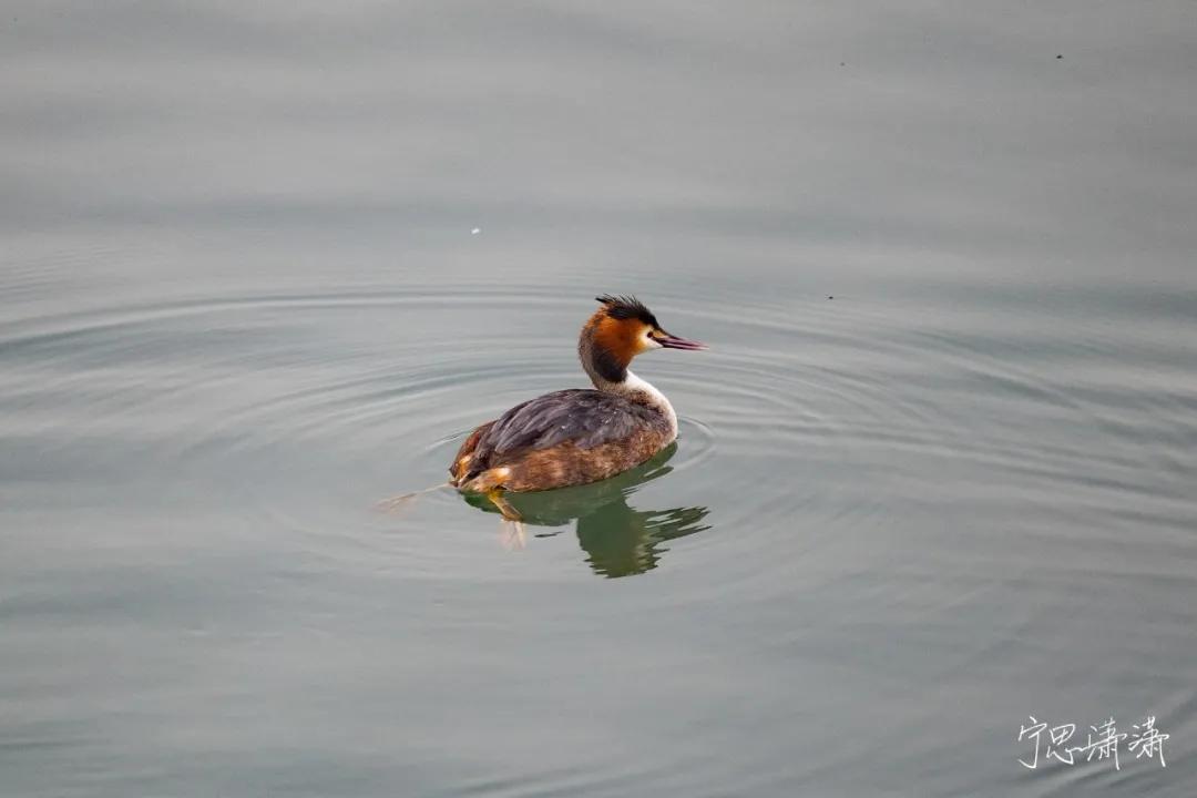 佳能rf70-200mmf4镜头价格,轻巧大光圈长焦佳能rf70-200mmf2