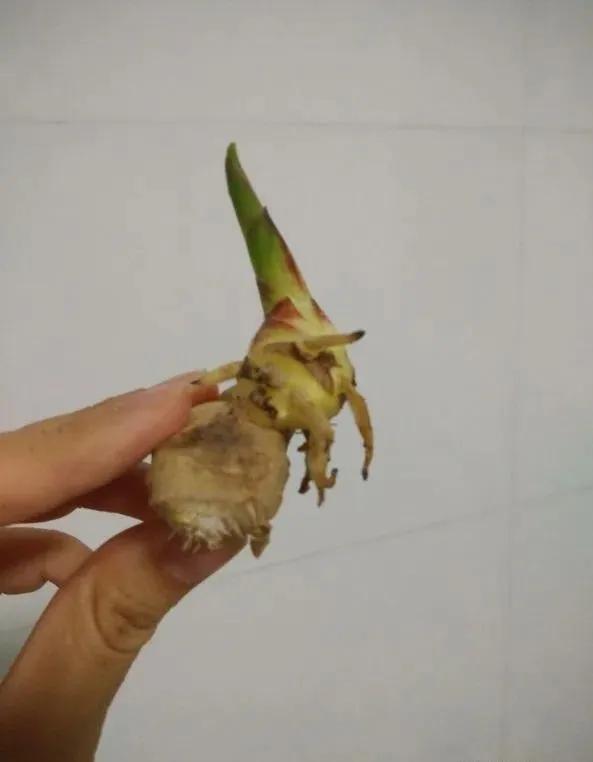 生姜放在瓶子里能长芽出来吗,生姜扔水里长成富贵盆景