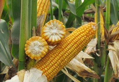 玉米高产长大棒,特大棒高产玉米新品种2118