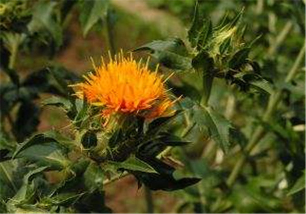 红花种植技术技巧,怎样才能更好的种植红花呢