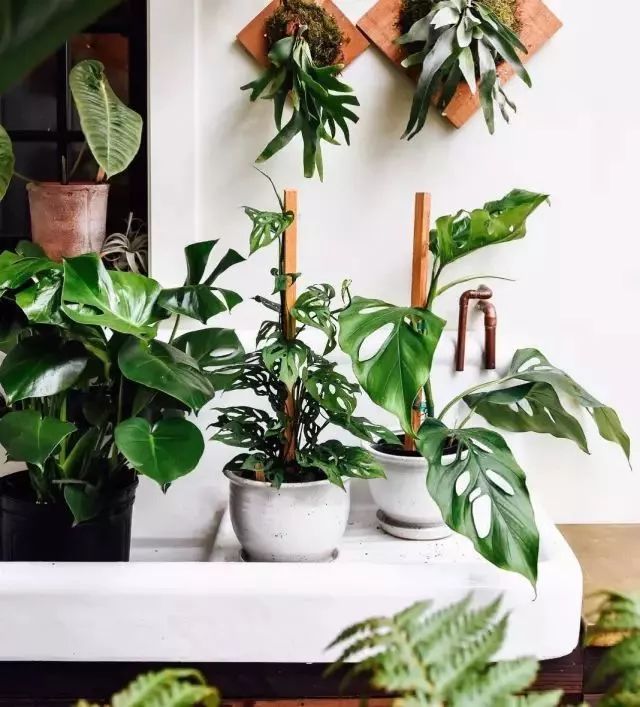 开一家植物美学小店,开一家属于自己的花店