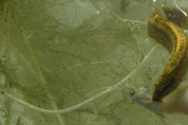 养殖泥鳅的技术中国哪里最好,现在养殖泥鳅前景如何