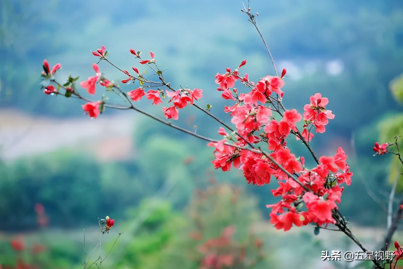 赣州三阳山，窑背有龙潭，里面还有“金鸭婆”，这个你知道吗？