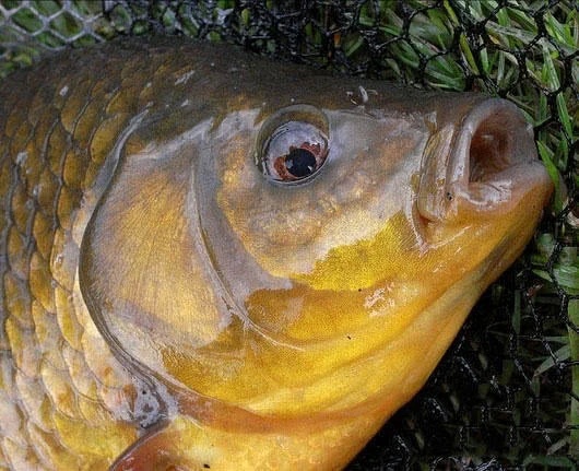 钓到的野生鲫鱼为什么水那么脏,煤油味鲫鱼