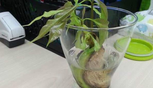 姘存灉鏋滄牳涓嶈鎵旂泦鏍界璧锋潵,涓夌姘存灉绫戒笉鑳芥斁鐩嗛噷