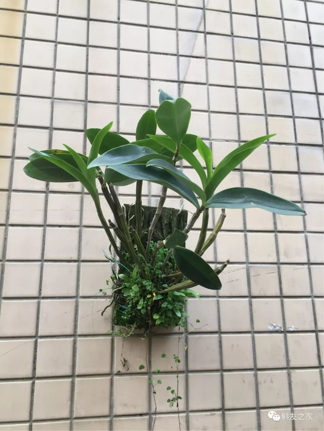 石斛兰叶子黑尖,石斛兰的茎杆子黄了怎么办