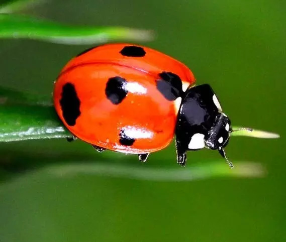 中国稀有动植物名称及分布,中国植物动物介绍