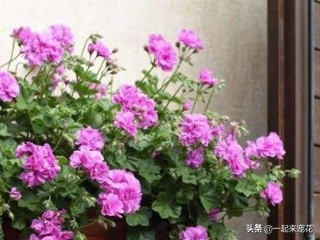 透明壳可以用来养花吗,花生壳当肥料养花可以么