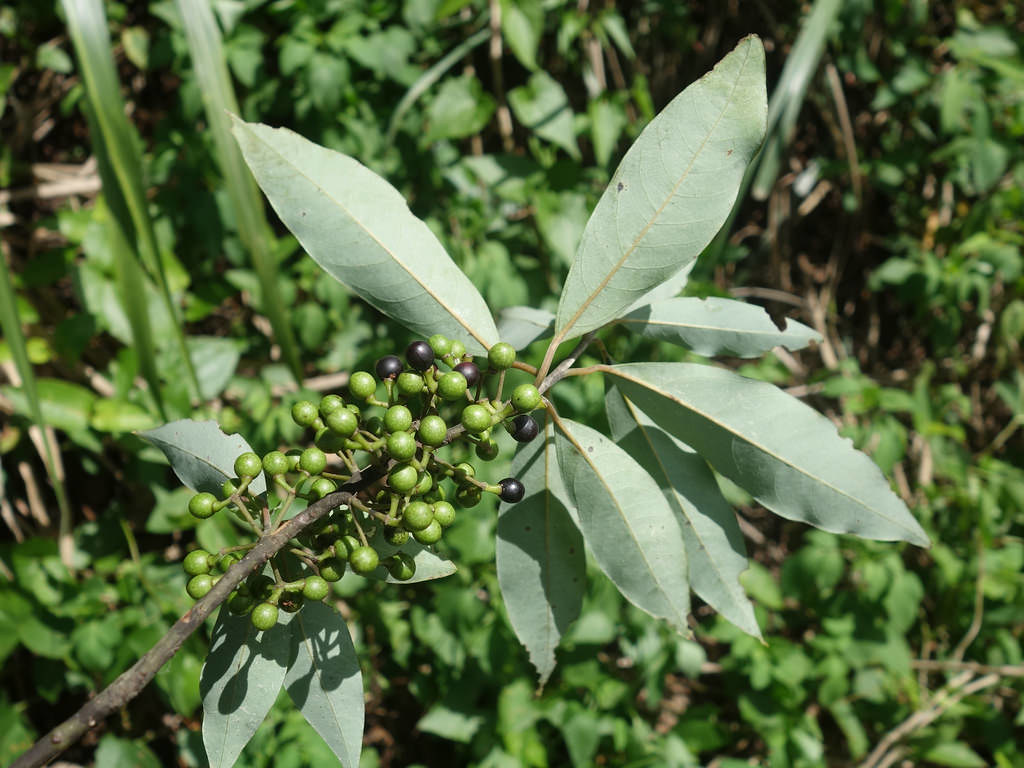童年的味道是用的什么油，想了一个月终于想起来了