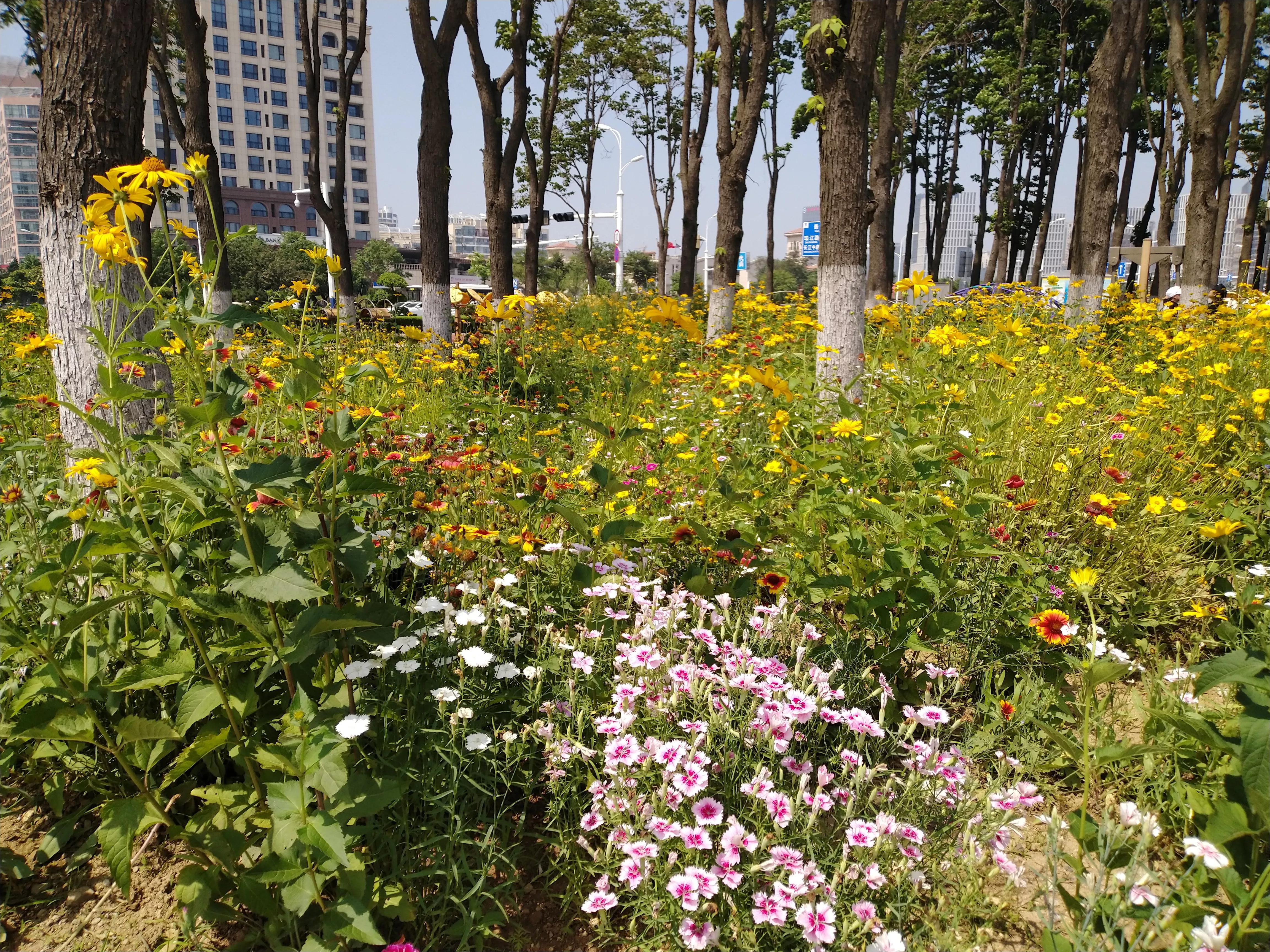 黄岛印象和新楼盘多少钱,黄岛乡村印象