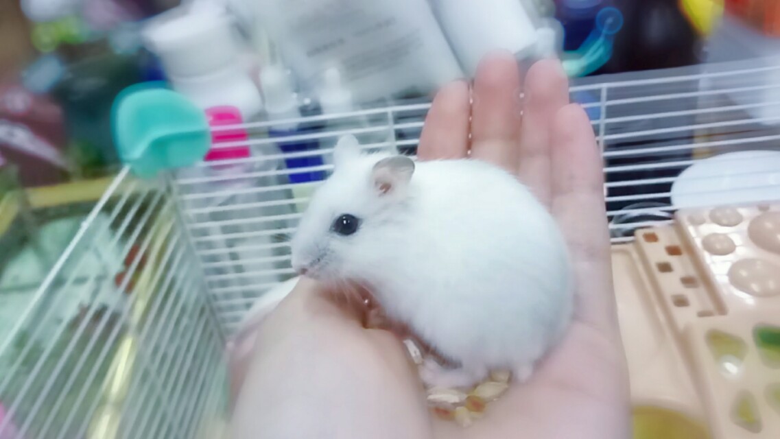 饲养仓鼠的一些注意事项,新手养仓鼠注意事项列表