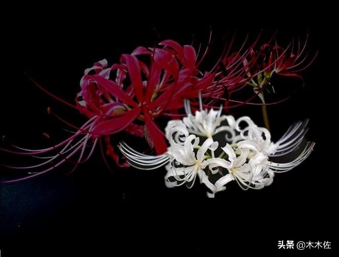 曼陀罗华曼珠沙华彼岸花 (曼珠沙华和曼陀罗华彼岸花)