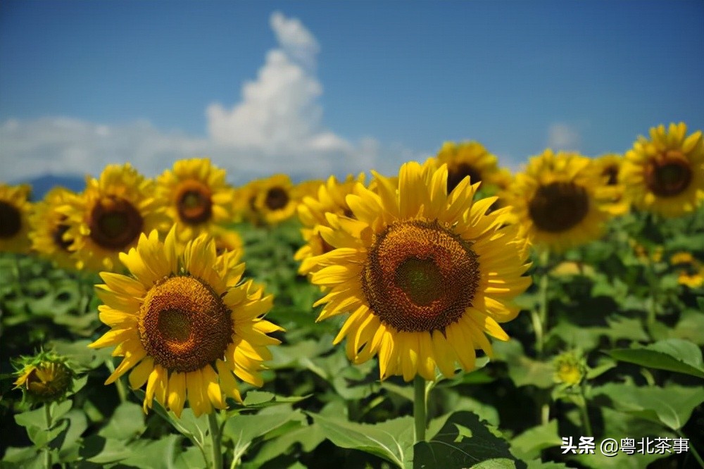 我26岁,不顾朋友劝阻奔现网友,结果被骗得身无分文后悔万分