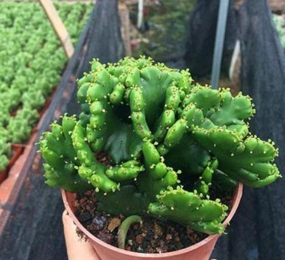 玉麒麟可以除甲醛吗,玉麒麟除甲醛吗