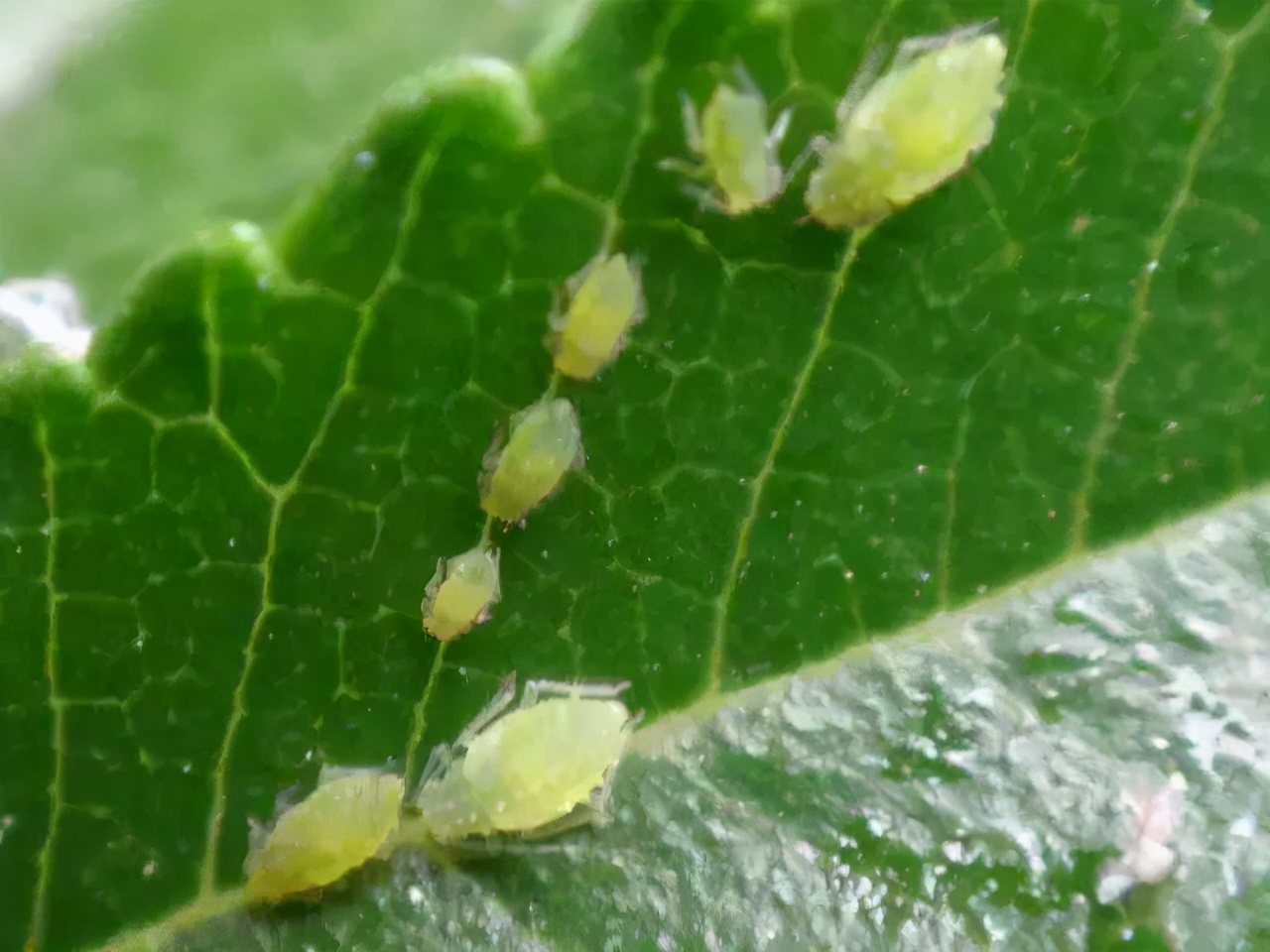 从零开始学养花入门,养花从小小的幼苗到大的说说