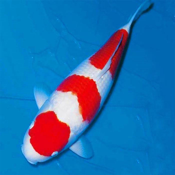 锦鲤不好好吃食是什么原因,锦鲤不吃食怎么回事怎么治