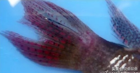 中国斗鱼生虱怎么治疗,锚头蚤寄生虫怎样治疗