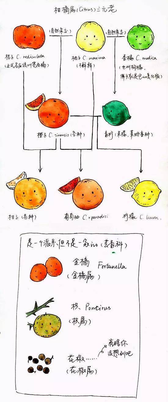 柑橘家族有哪些,柑橘家族砂糖橘
