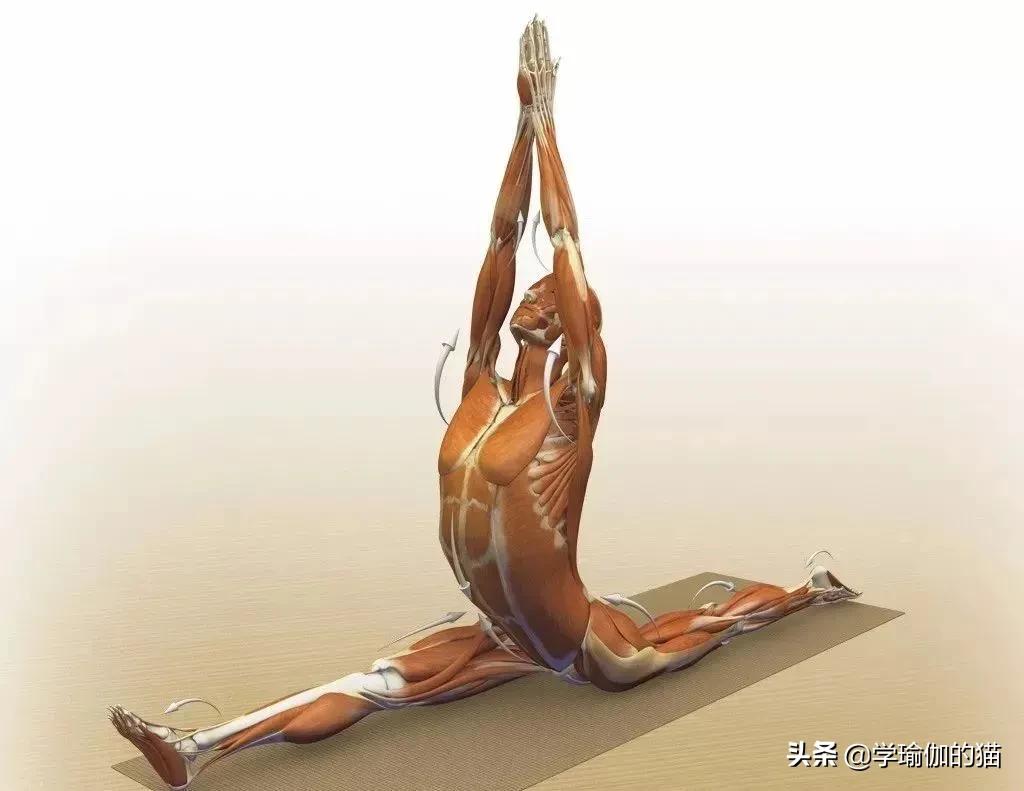 瑜伽竖叉胯不正怎么办,为什么练瑜伽会变成骨盆后倾