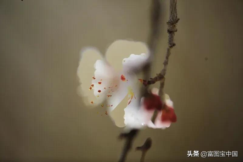桃花怎么拍才好看,桃花怎么拍摄才能出新意