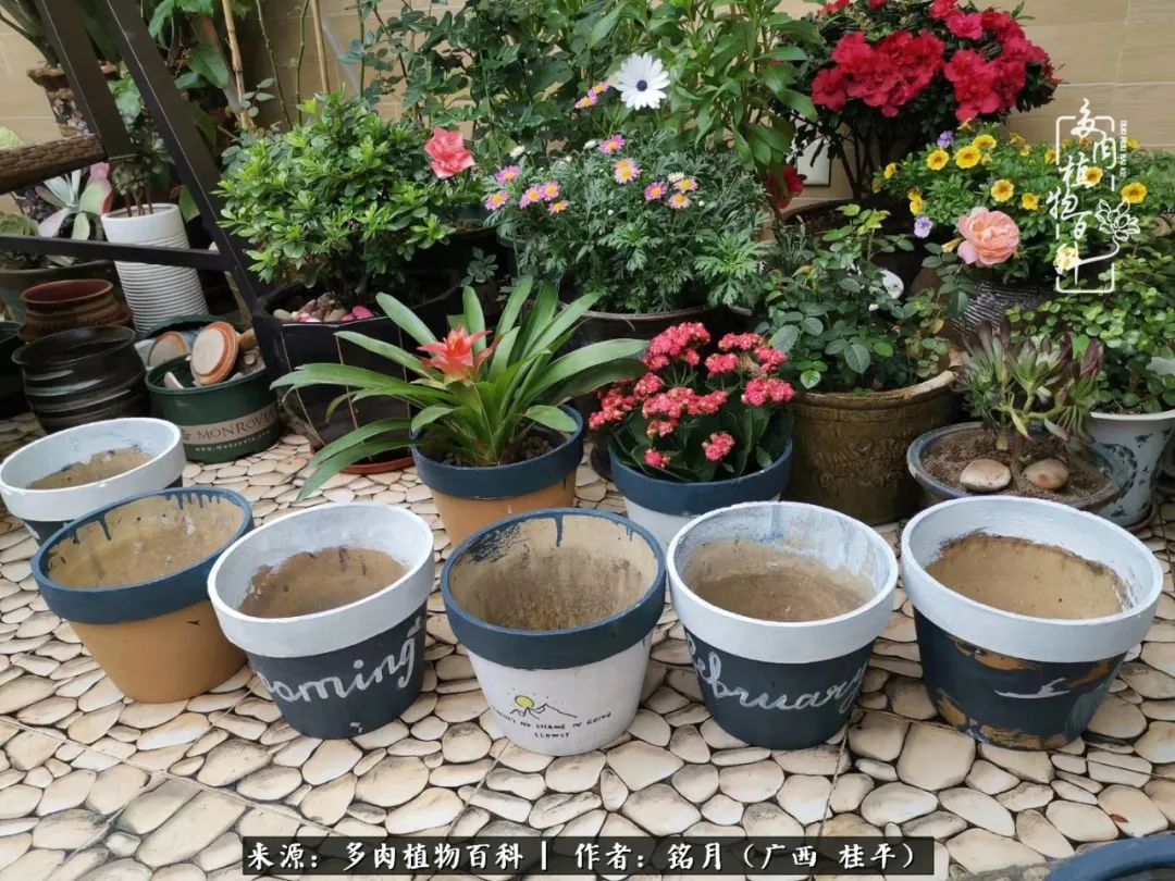 多肉怎么养出色彩,多肉很容易出现美丽的色彩