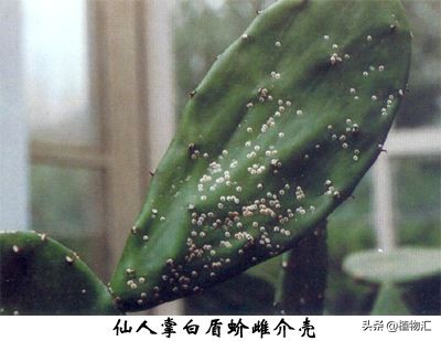 教你识别十大虫害,专治各种害虫图谱大全