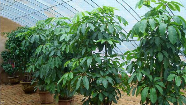 室内招财树怎么养护叶子不发黄,招财树树叶发黄掉落是什么原因