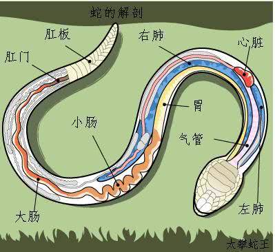 被蛇活吞能剥开蛇的肚子逃生吗,如果被蟒蛇吞下用刀能自救吗