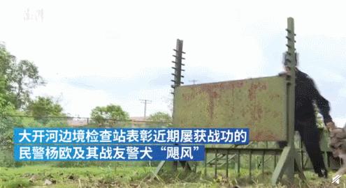 警犬发现百香果里藏毒,百香果藏毒被警犬发现