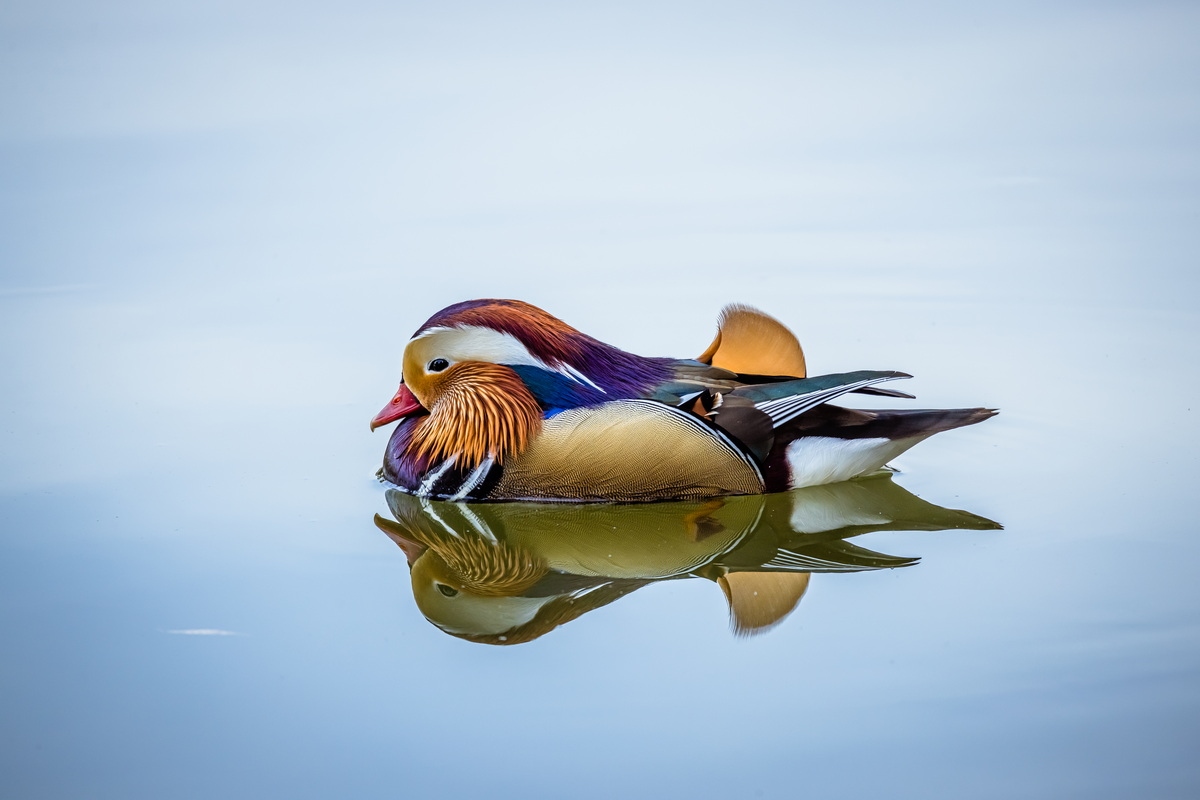 浣宠兘rf400mmf2.8璇勬祴,浣宠兘rf-s24-105mm娴嬭瘎