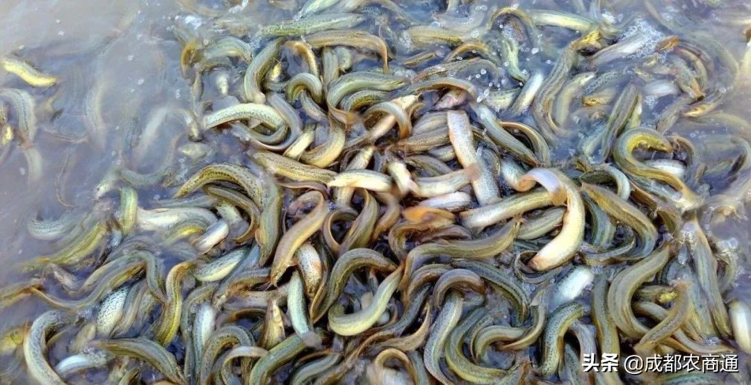 东北泥鳅养殖成本和利润,泥鳅养殖价格表大全