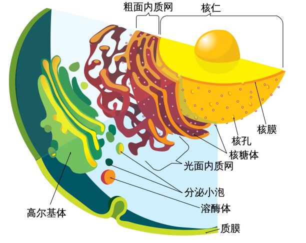 crispr基因编辑技术的未来之路,crispr基因技术利与弊