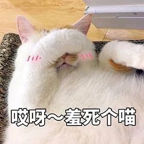 这么可爱的猫咪居然有脚臭,猫咪放屁好臭为什么