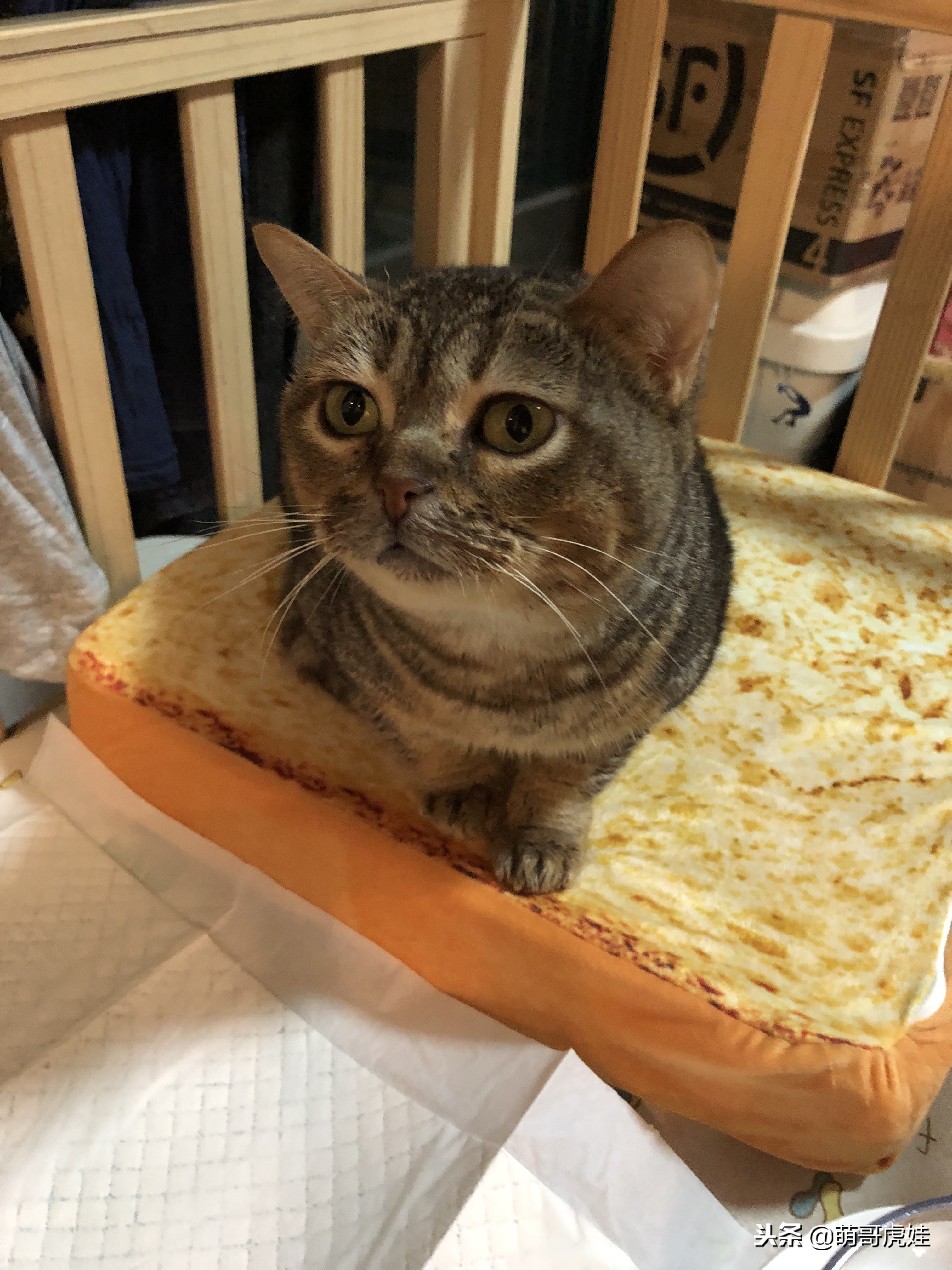 永远都长不大的小奶猫,永远长不大的茶杯小奶猫