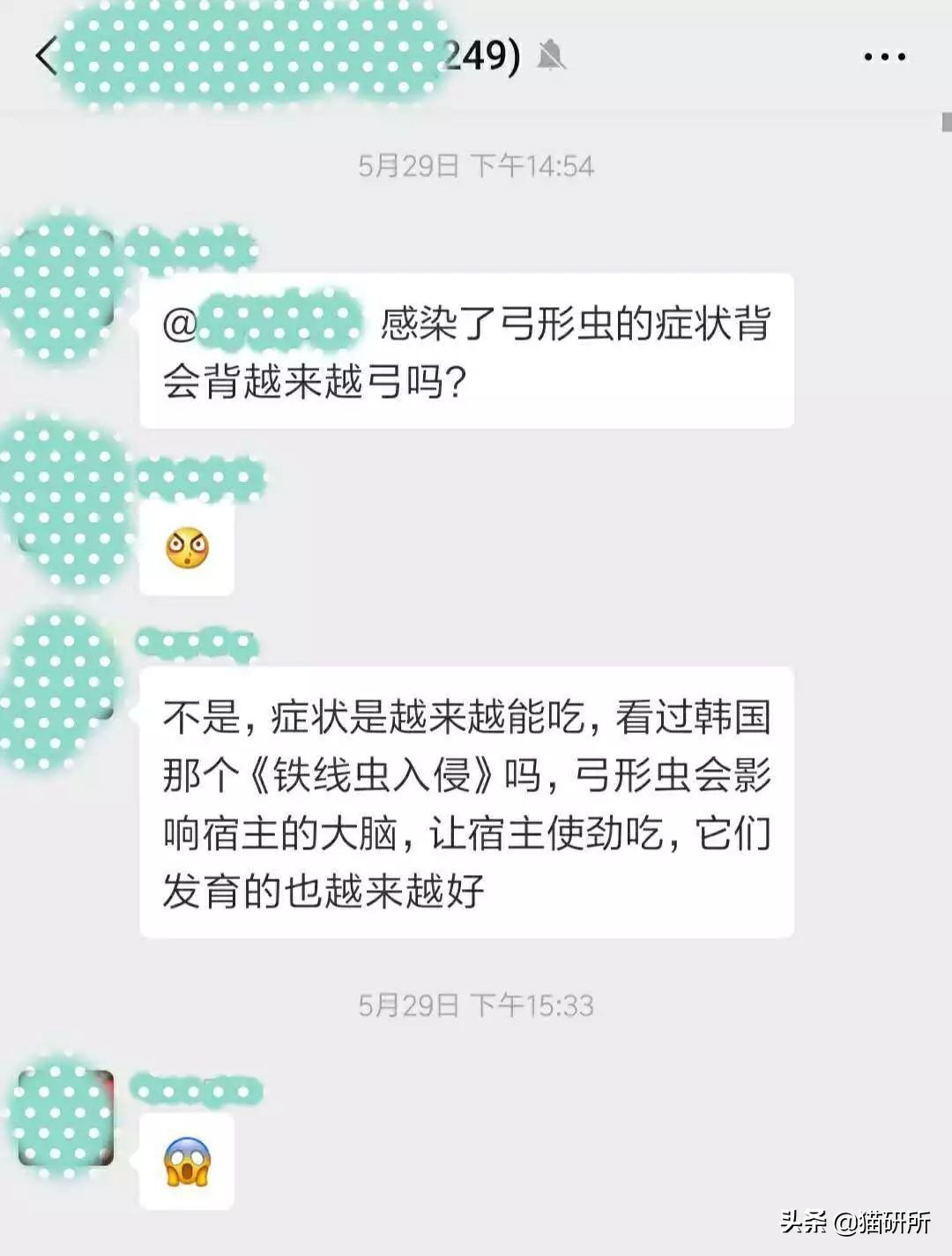 猫咪弓形虫对猫的危害,猫奴弓形虫