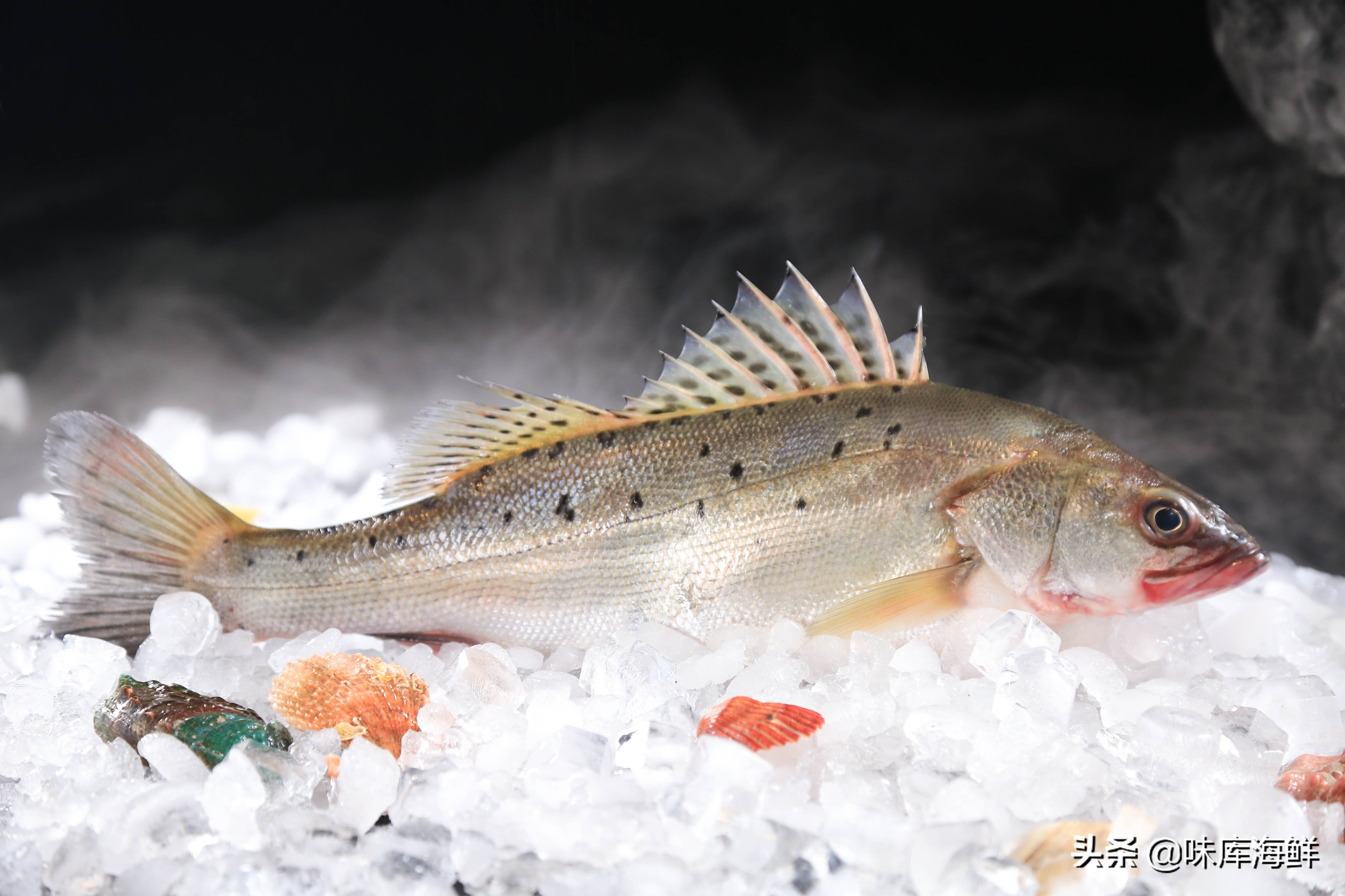 海鱼为什么有的咸有的不咸,海鱼喝海水不觉得咸吗