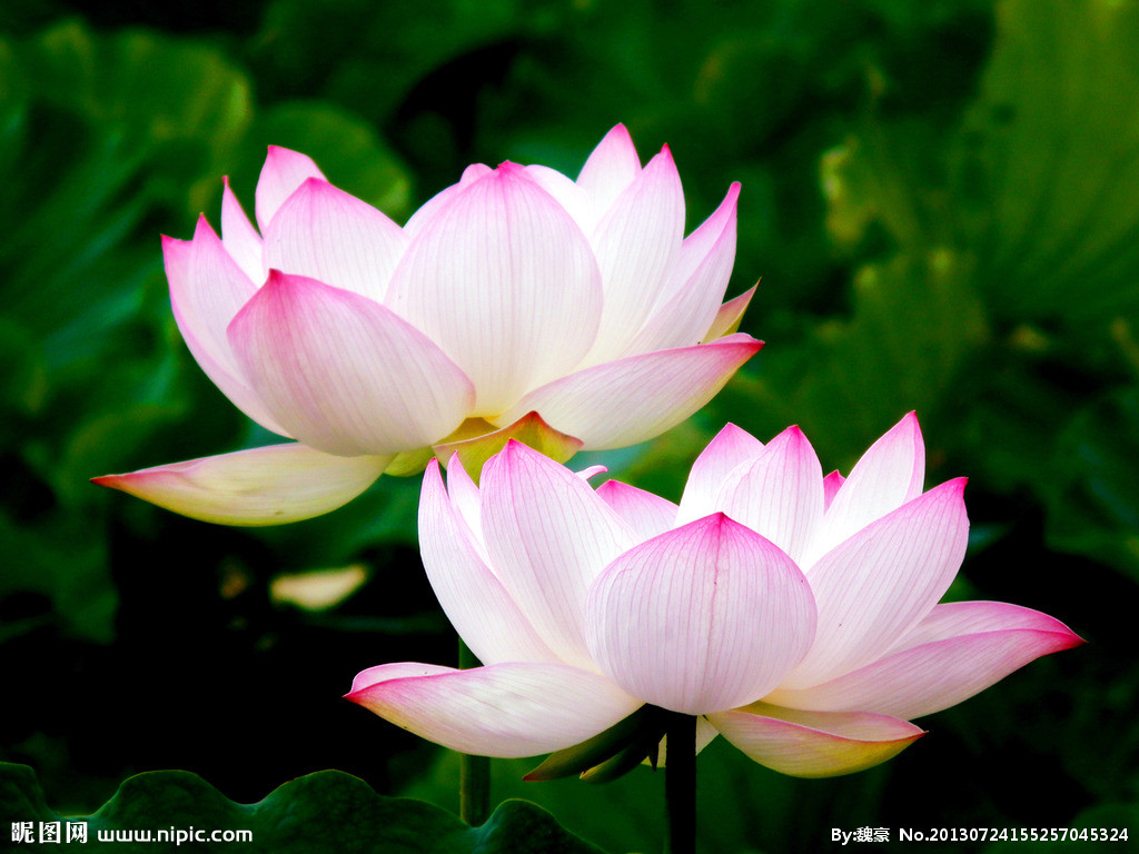 佛教与莲花的关系,佛教与基督教最大的区别是什么