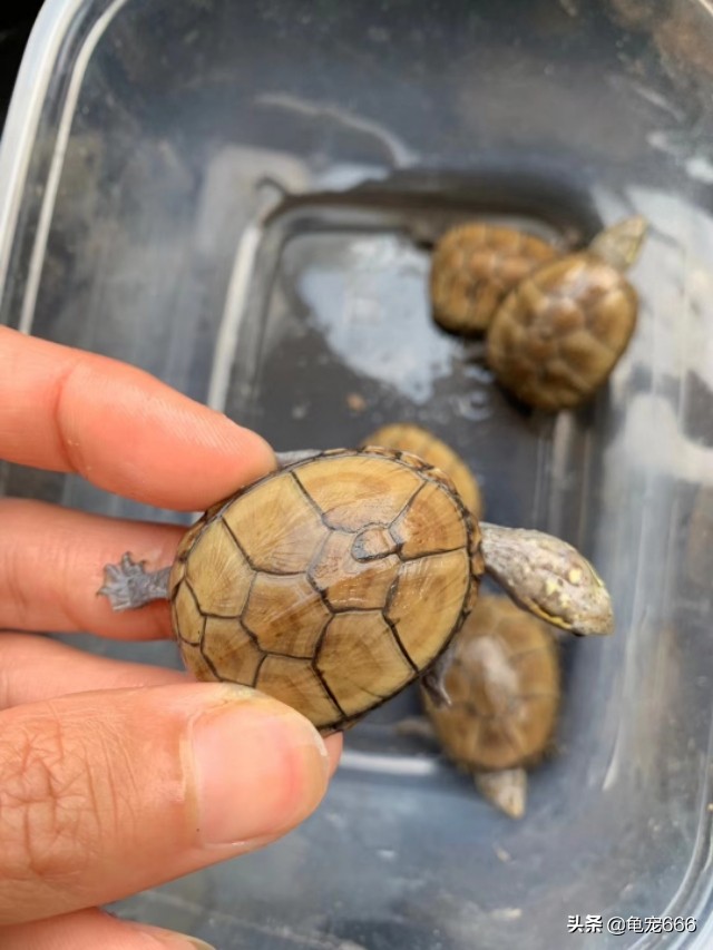 乌龟腐皮腐甲用什么草药,怎样预防乌龟腐皮腐甲