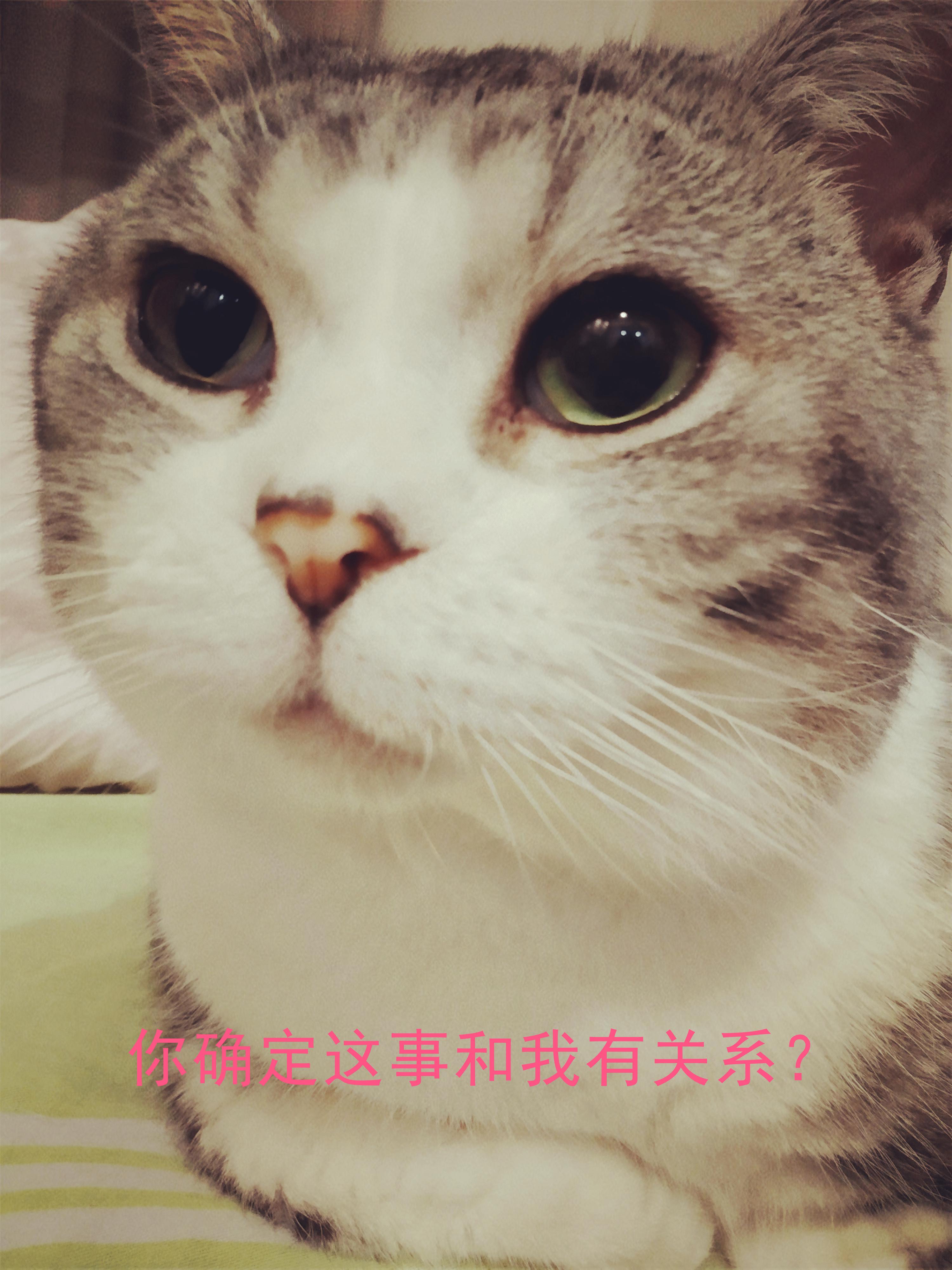 猫咪尿床去除猫尿味消毒液,除猫尿的最好方法