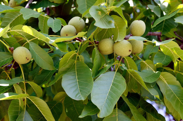 核桃树的果实形状及颜色,核桃树的花与果