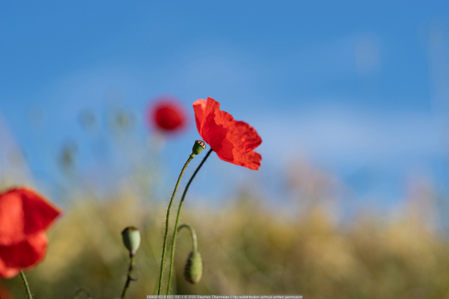 宾得18-55镜头评测,宾得85mmf1.8手动镜头