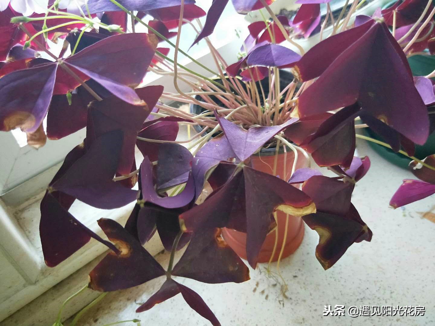 紫叶酢浆草的叶子烂怎么办,紫叶酢浆草的叶子黄边怎么办