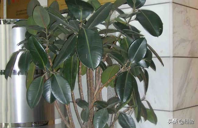 印度橡皮树的养殖方法视频讲解,橡皮树的养殖方法和注意事项大全