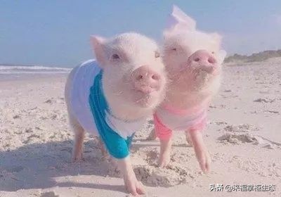 泥娃娃面膜干了揭不掉,泥娃娃补水面膜