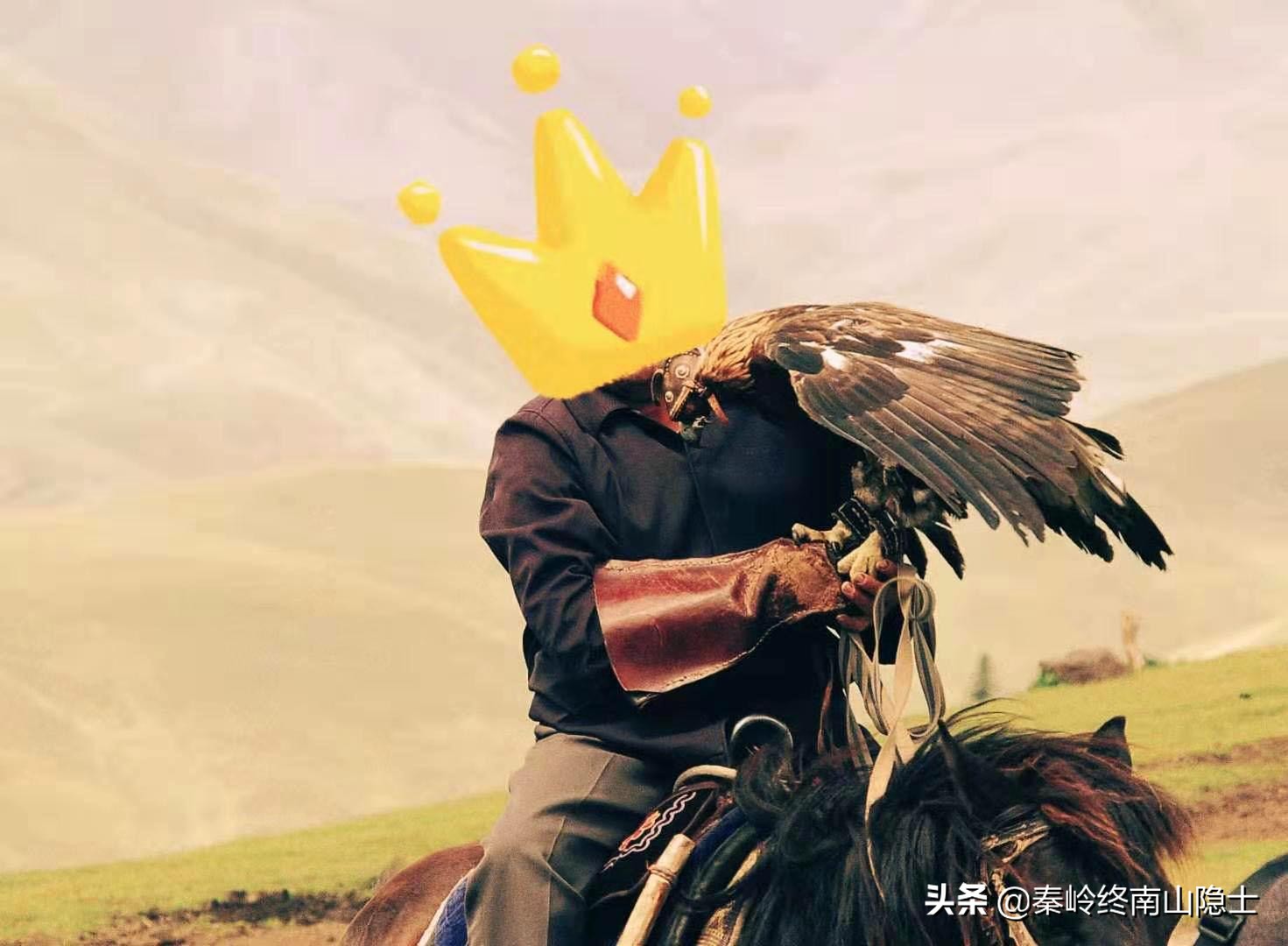 偶遇一只受伤的鸟类,发现一只受伤的鹰隼怎么处理