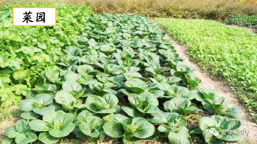 部编版我的乐园作文四年级下450字,四年级下册语文我的乐园优秀作文