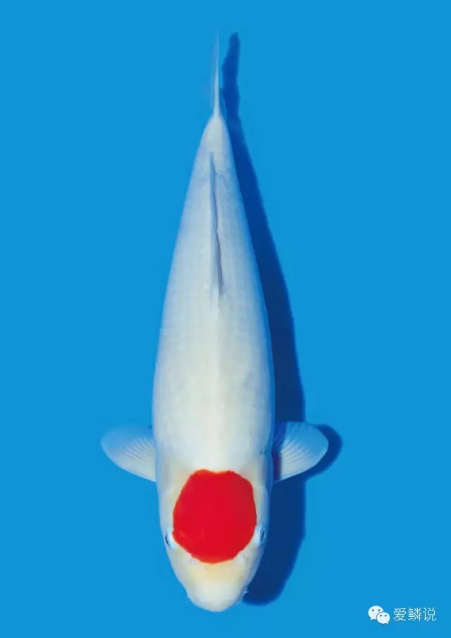 养鱼光合细菌,养鱼用的硝化细菌推荐